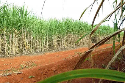 Aumento da moagem e da oferta provoca queda no preço do açúcar