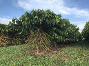 Café começa semana com alta no preço