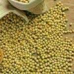 Soja começa a quarta-feira (11) com queda no preço, no interior do Paraná