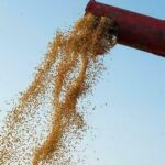 Soja e trigo ficam mais caros, nesta quarta-feira (5)