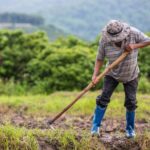 Agronegócio inicia 2025 com maior saldo de empregos formais desde 2022