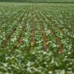 Alta do dólar eleva os preços da soja