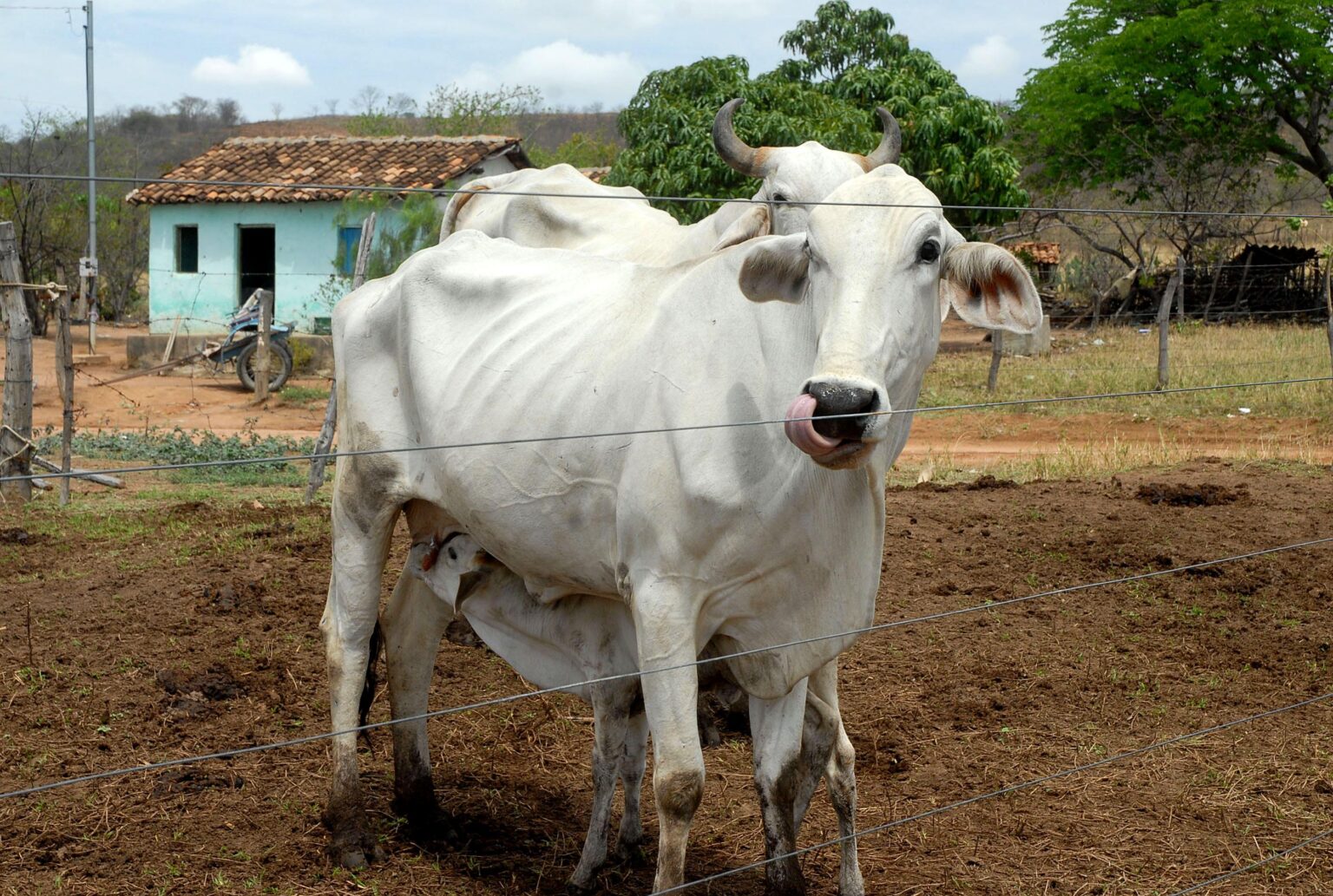 Arroba do boi gordo é negociada a R$ 221,50 pelo segundo dia consecutivo