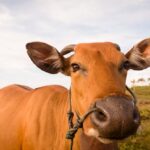 Boi gordo em queda, a R$ 309,20