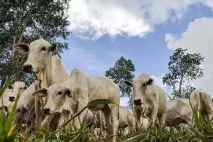 Brasil se torna líder na exportação de bovinos vivos pelo mar; atividade gera críticas por sofrimento animal e riscos socioambientais