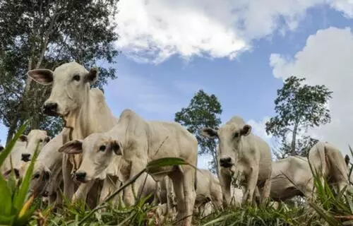 Em alta, arroba do boi gordo custa R$ 306,50 nesta sexta-feira (30)