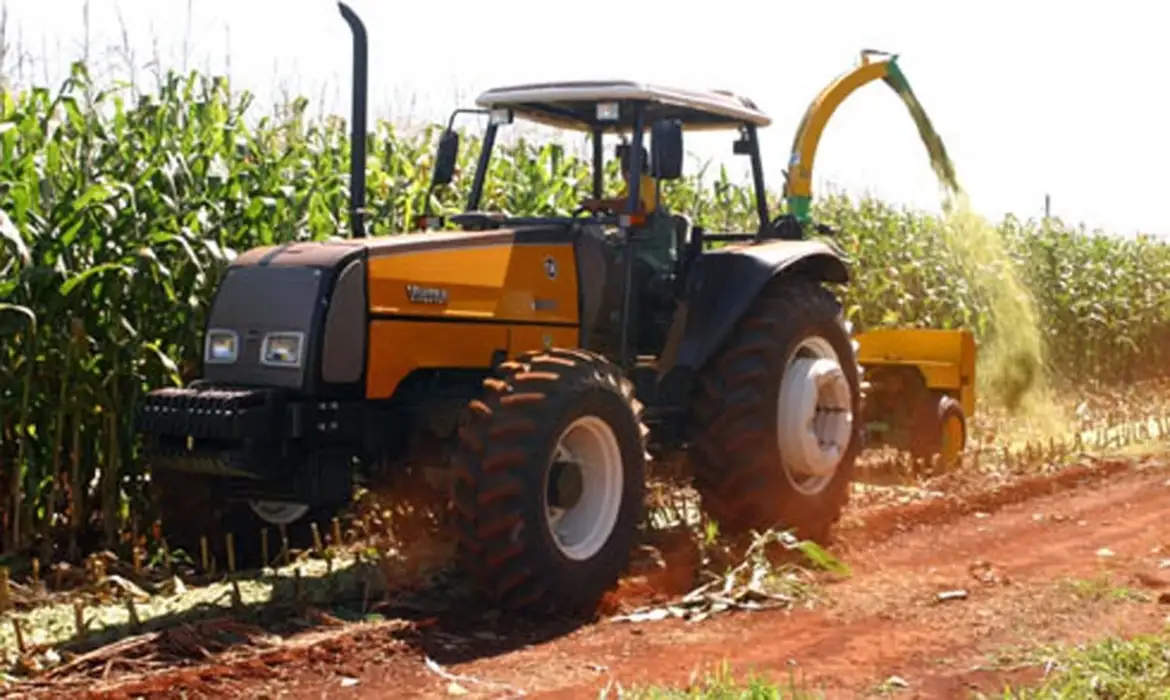 Colheita do milho segue intensa