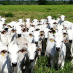 Cotações do frango e do suíno estão estáveis