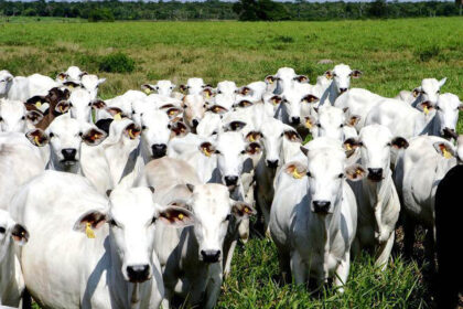 Cotações do frango e do suíno estão estáveis