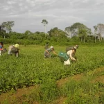 Crédito verde e agricultura familiar: Banco da Amazônia amplia apoio com R$ 2,5 bilhões em 2025