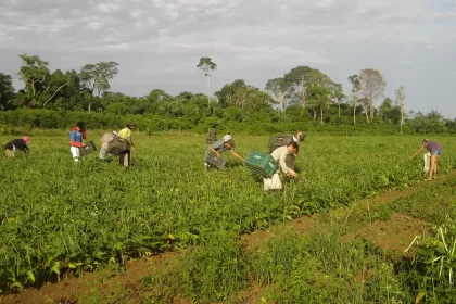 Saiba como acessar o AgroAmigo e investir na produção da sua família