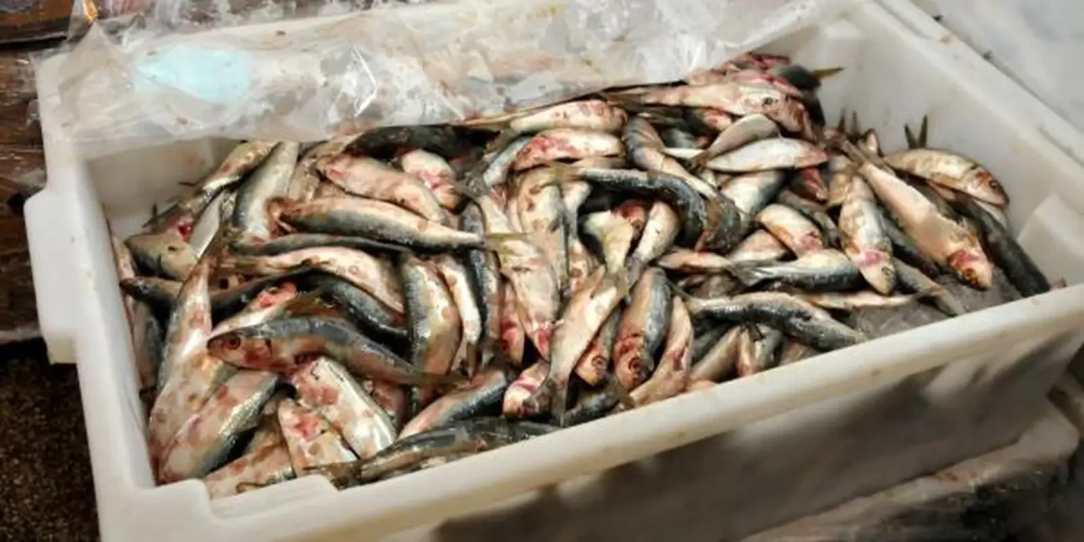 Decisão de zerar alíquota de importação da sardinha em conserva ameaça indústria pesqueira, diz presidente da FPA