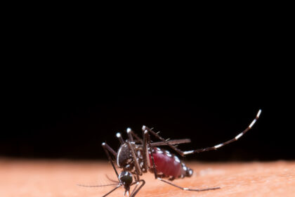 Dengue: saiba mais sobre o sorotipo 3, em circulação do Brasil