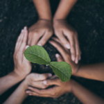 Governo lança política para conservação e uso sustentável de recursos para alimentação, agricultura e pecuária