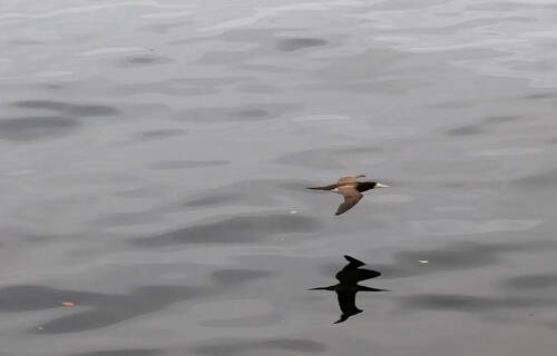 Gripe aviária: número de países que restringem carne de ave do Brasil chega a 21
