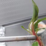 HISTÓRIAS EXPORTADORAS: conheça a trajetória de sucesso da Nova Planta, que se prepara para exportar mudas in vitro para o Chile