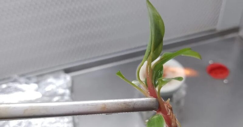 HISTÓRIAS EXPORTADORAS: conheça a trajetória de sucesso da Nova Planta, que se prepara para exportar mudas in vitro para o Chile