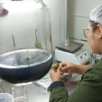 HISTÓRIAS EXPORTADORAS: empresa de mudas in vitro dá primeiros passos no mercado internacional com ajuda da ApexBrasil