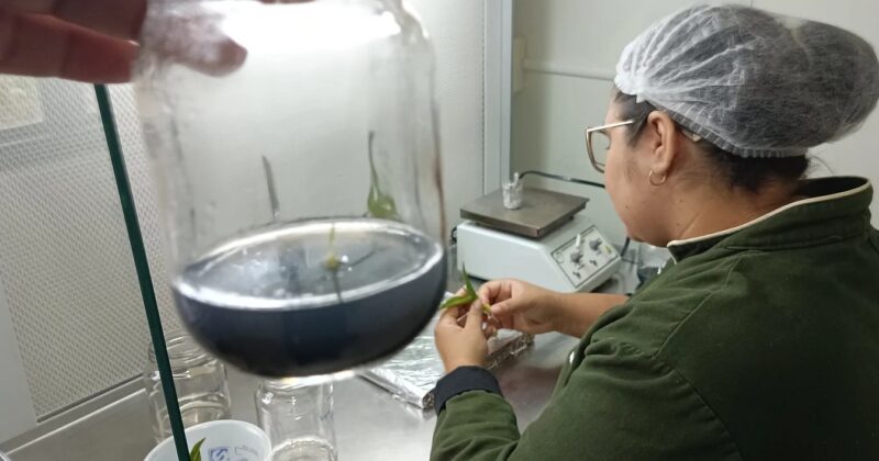 HISTÓRIAS EXPORTADORAS: empresa de mudas in vitro dá primeiros passos no mercado internacional com ajuda da ApexBrasil