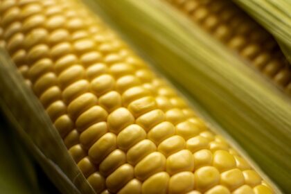 Isenção tributária para farelo e óleo de milho beneficiará setor agrícola, aponta senadora Tereza Cristina