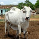 Maior oferta de bovinos pode favorecer queda de preços