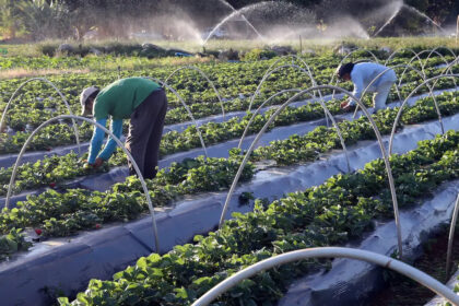 Plano Safra 24/25: juros mais baixos em dez linhas de crédito para a agricultura familiar