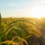 Prazo para produtores rurais emitirem o CCIR vai até 18 de julho, alerta Confederação da Agricultura e Pecuária do Brasil (CNA)