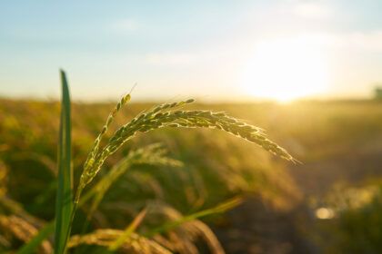 Prazo para produtores rurais emitirem o CCIR vai até 18 de julho, alerta Confederação da Agricultura e Pecuária do Brasil (CNA)