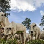 Preço das carnes registra estabilidade nesta sexta-feira (16)