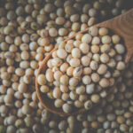 Preço da soja hoje (13): interior do Paraná tem estabilidade, enquanto Paranaguá registra queda