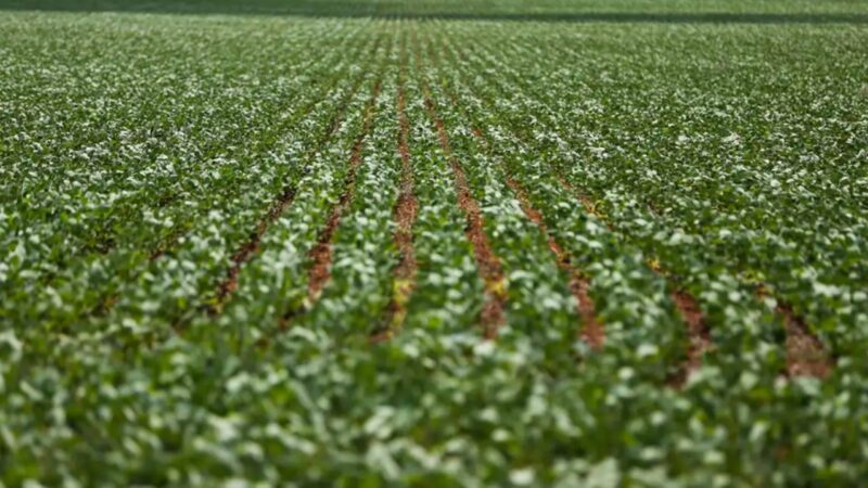 Preço da soja se manteve estável no último fechamento