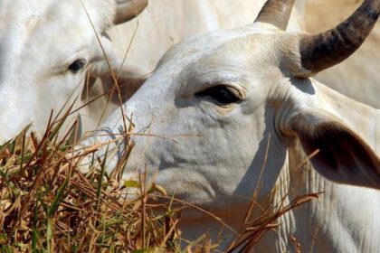 Preços de carnes bovinas estão mais baratos