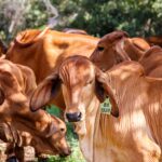 Preços do Boi, Frango e Suíno nesta quarta-feira (18), cotações atualizadas