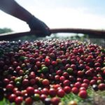 Preços do café encerraram junho em alta