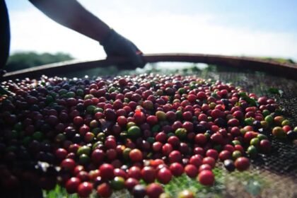 Preços do café estão estáveis desde o início do mês