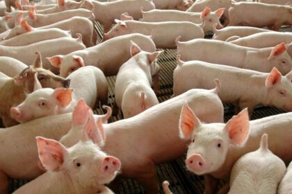 Preços do suíno iniciam julho em alta