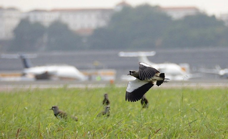 Projeto da Secretaria Nacional de Aviação Civil visa diminuir colisões entre aviões e animais