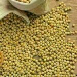 Saca de soja começa a sexta-feira (16) cotada a R$ 131,74, no litoral do Paraná