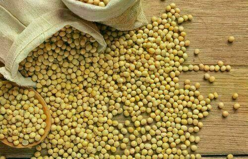 Semana inicia com redução no preço da soja, no litoral paranaense