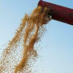 Soja: preço da saca sobe no PR