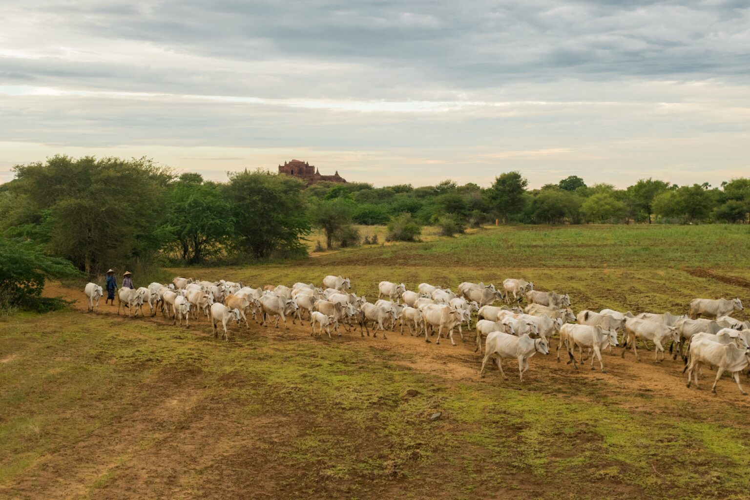 Transição para produção sustentável na agropecuária brasileira já começou, diz coordenador do Mapa