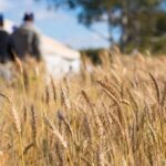 Trigo tem forte queda de preços no Paraná