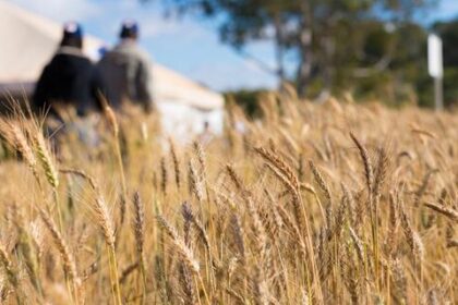 Trigo tem forte queda de preços no Paraná