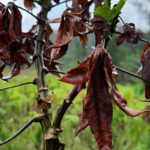 Vassoura-de-bruxa: Entenda como uma praga na agricultura levou o Amapá a pedir ajuda emergencial