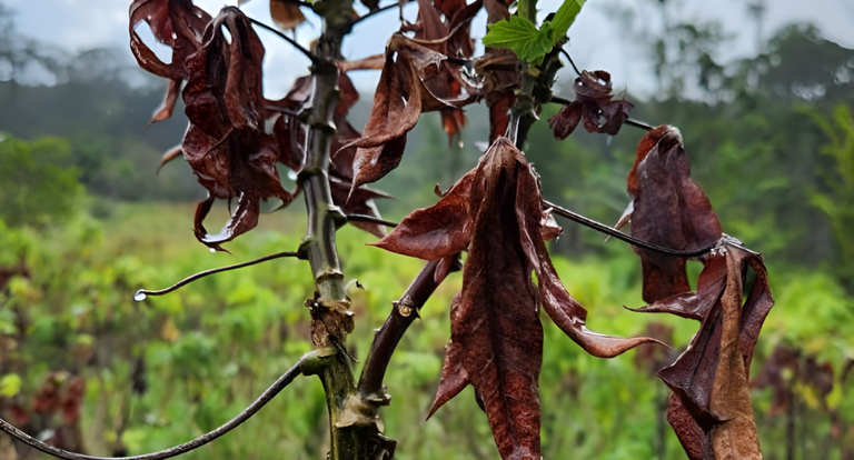 Vassoura-de-bruxa: Entenda como uma praga na agricultura levou o Amapá a pedir ajuda emergencial