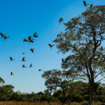 Áreas com inundações frequentes podem ser isentas de Imposto Territorial Rural