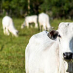 Boi e frango apresentam estabilidade nesta quinta-feira (24)