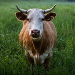 Boi gordo: semana começa com queda no preço da arroba