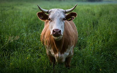 Boi gordo: semana começa com queda no preço da arroba