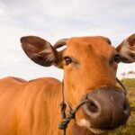 Boi gordo tem alta e carcaça suína fica estável nesta quarta-feira (9)